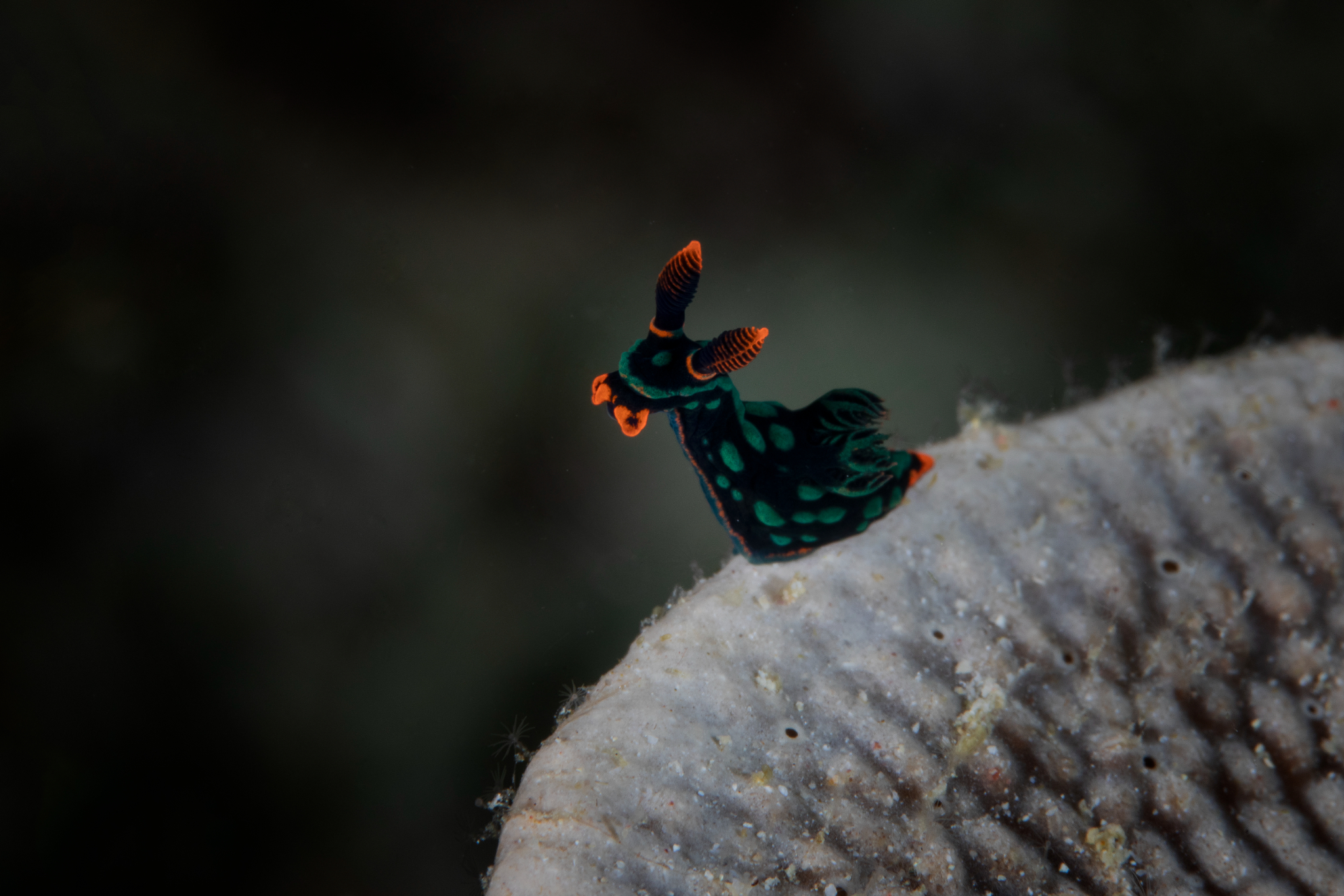 Variable Neon Slug, Lembeh